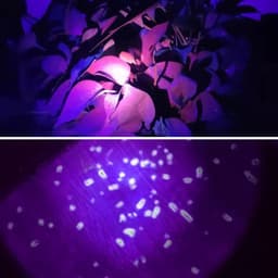 Lampe Frontale LED Rechargeable avec UV SQ-818-UV - مصباح الرأس القابل للشحن بإضاءة مزدوجة 7